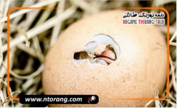 چه عواملی سبب مرگ یا خفگی جوجه بوقلمون در داخل تخم می شود؟